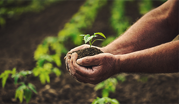 hands holding small plant in dirt